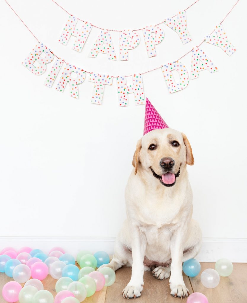 Happy birthday banner above yellow lab dog wearing a birthday hat