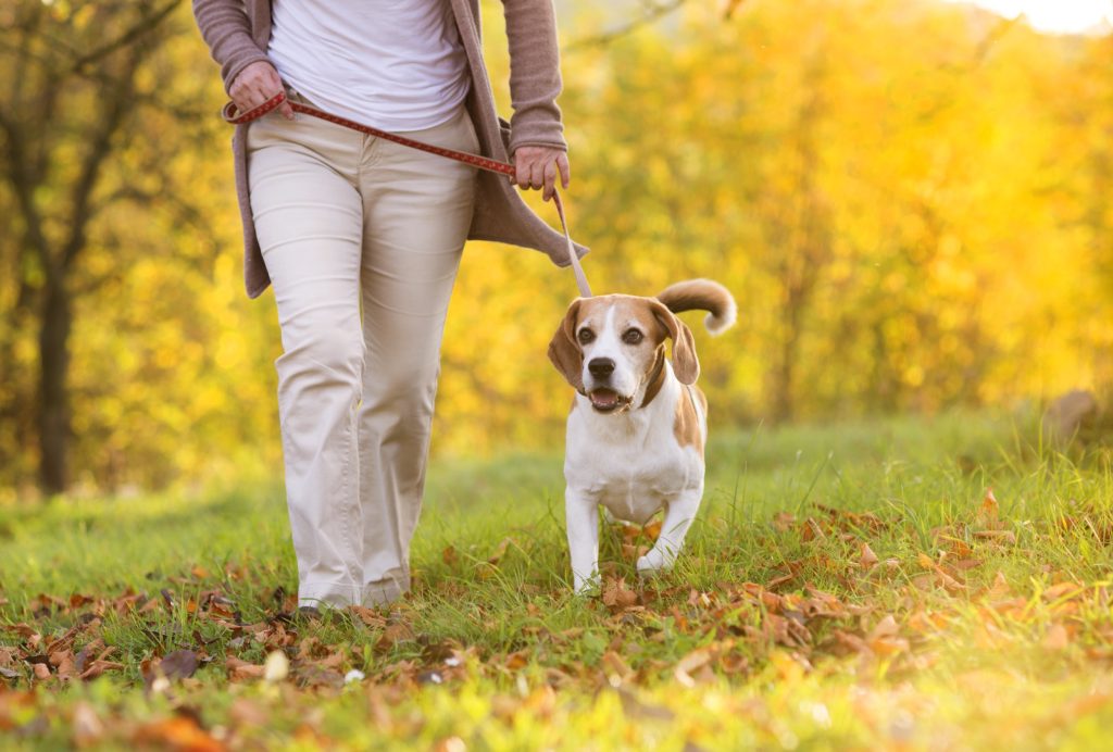 Person walking with a beagle dog in the park