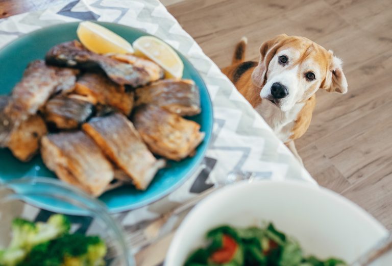 Hungry beagle looks on dinner table with served meal