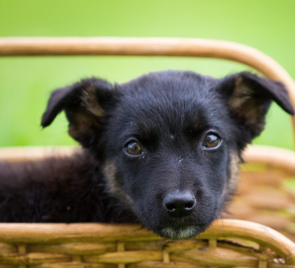 Puppy Care - Black puppy in a wooden basket